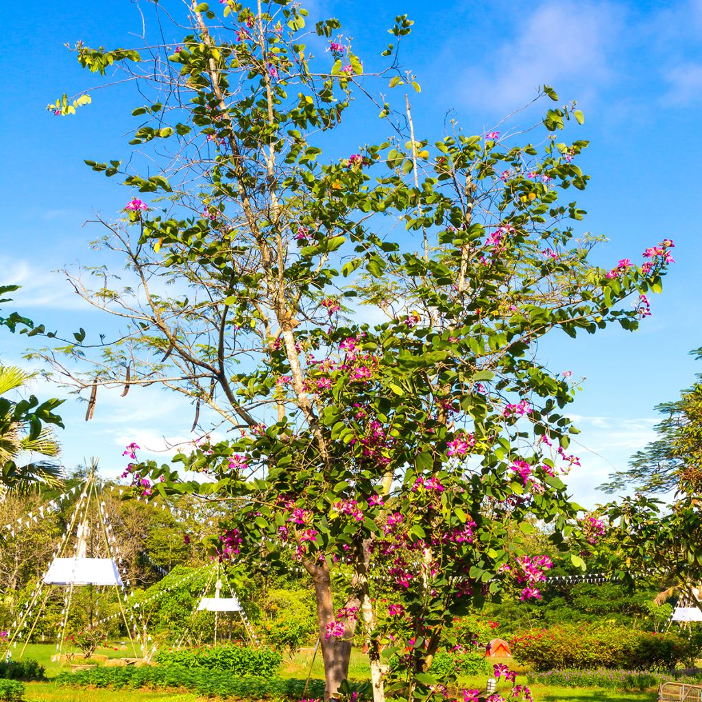 Punabauhinia - Bauhinia purpurea