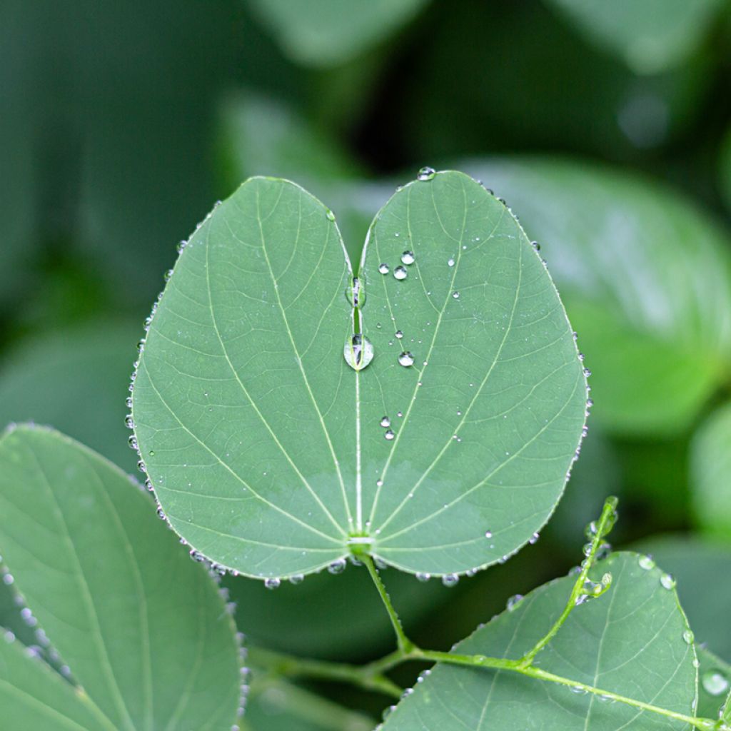 Punabauhinia - Bauhinia purpurea