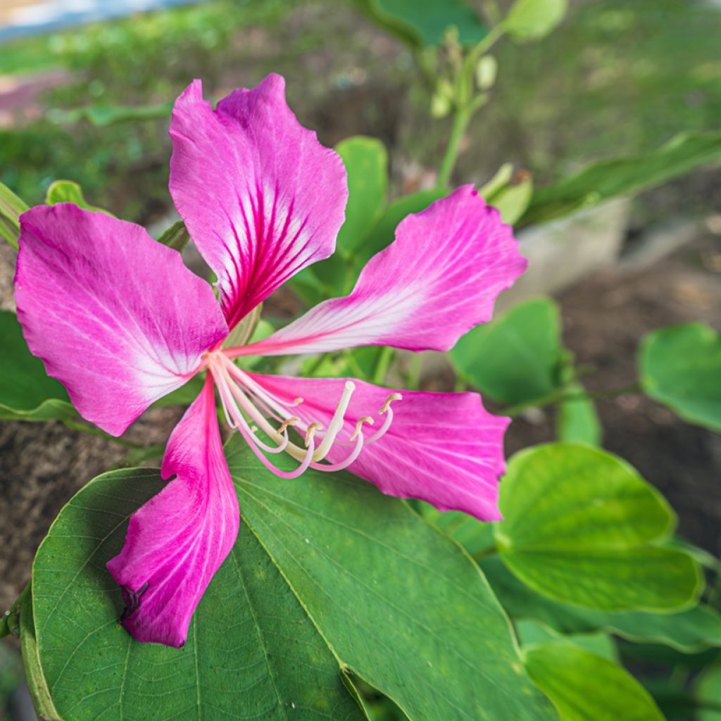 Punabauhinia - Bauhinia purpurea