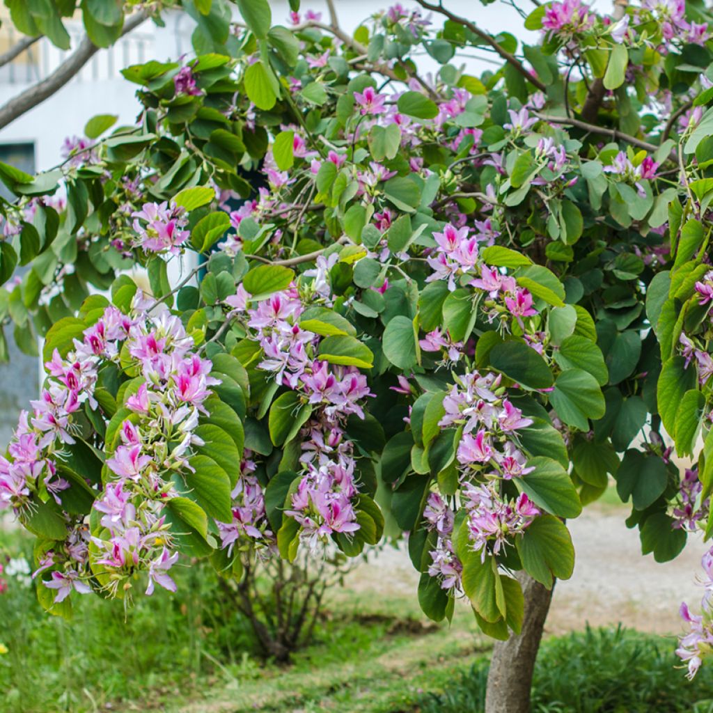Kirjobauhinia - Bauhinia variegata