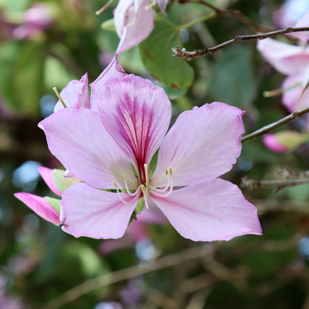 Kirjobauhinia - Bauhinia variegata