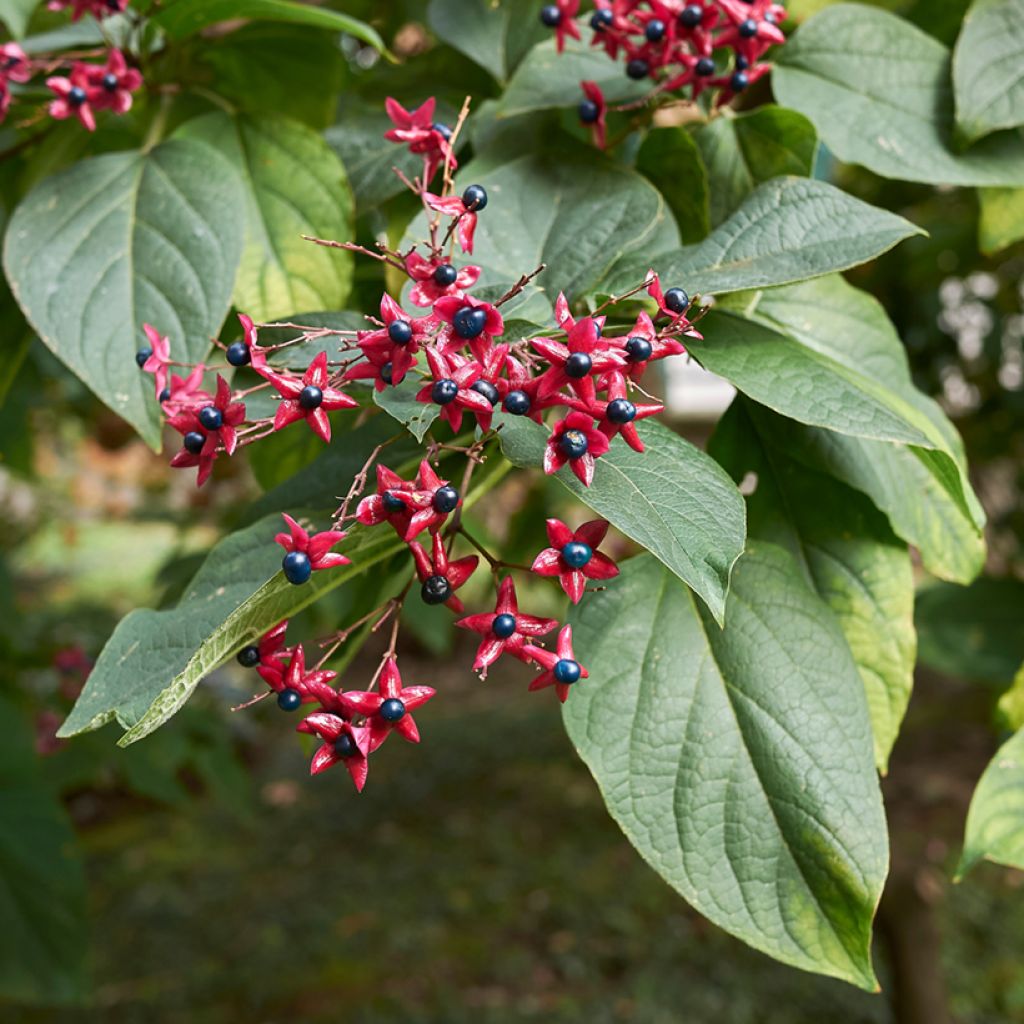 Isokohtalonpensas - Clerodendrum trichotomum