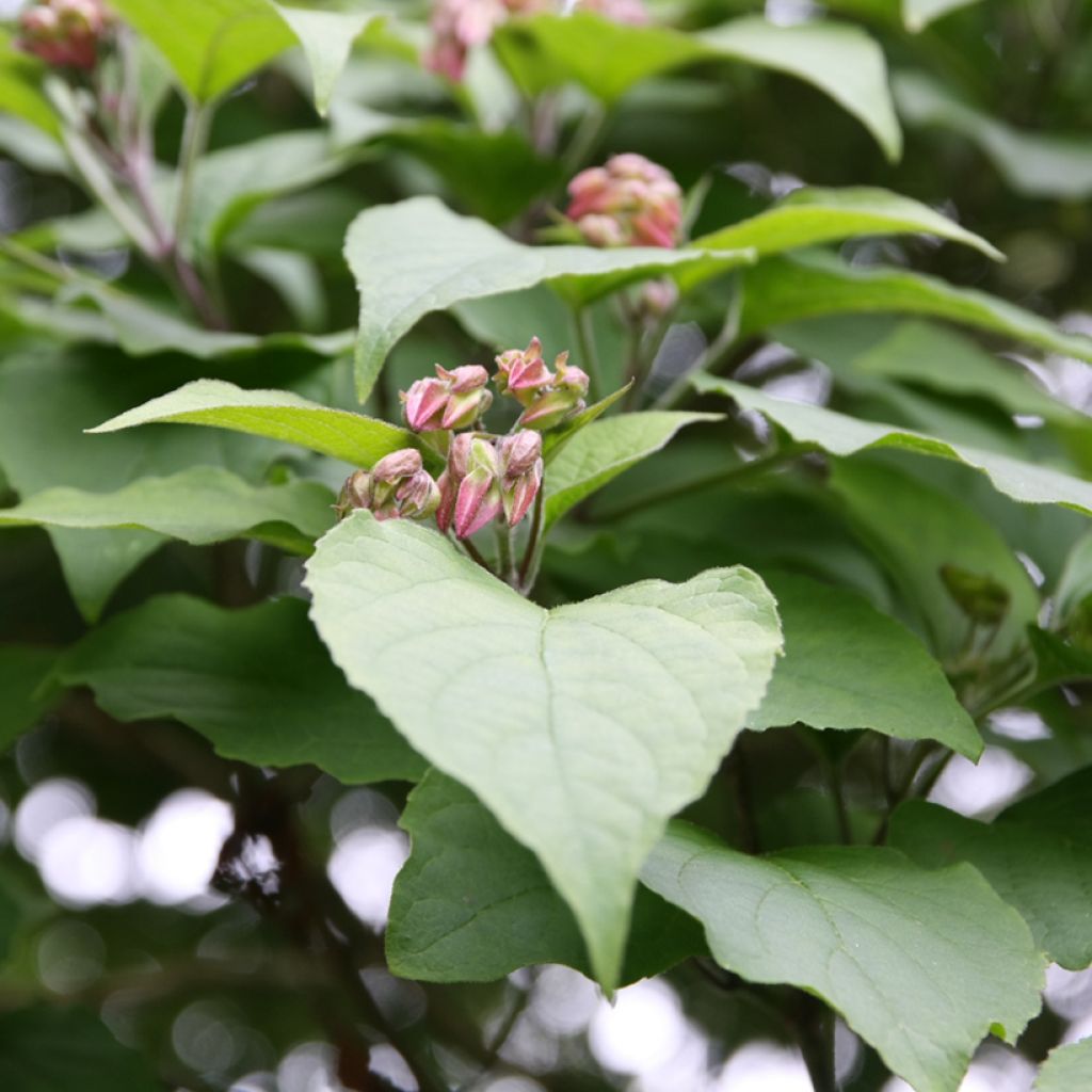 Isokohtalonpensas - Clerodendrum trichotomum