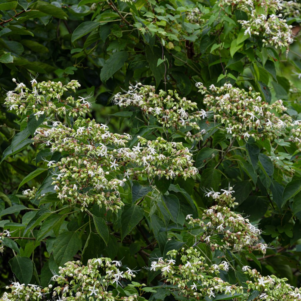 Isokohtalonpensas Fargesii