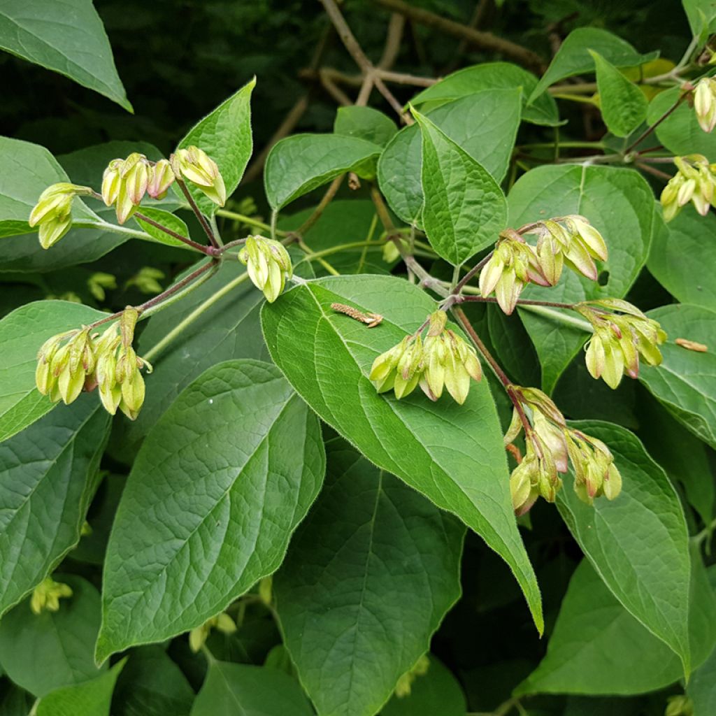 Isokohtalonpensas Fargesii