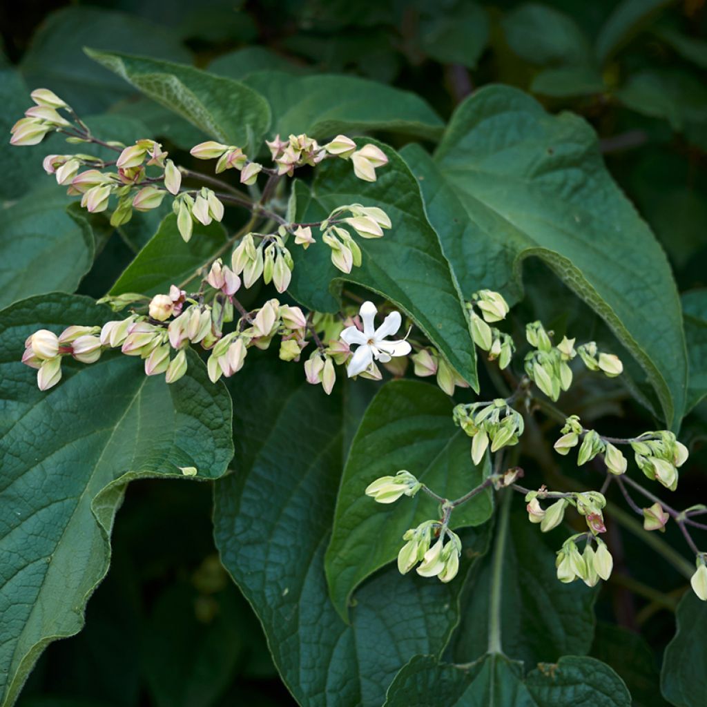 Isokohtalonpensas Fargesii