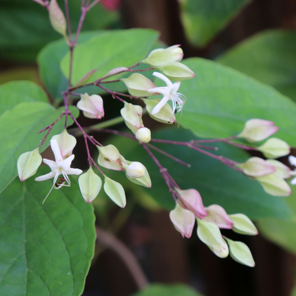 Isokohtalonpensas Fargesii