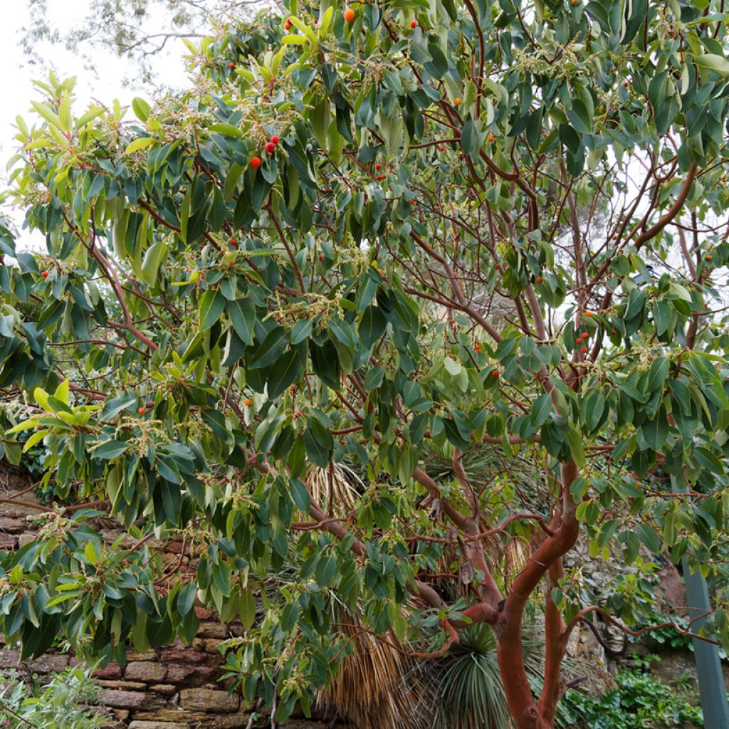 Idänmansikkapuu - Arbutus andrachne