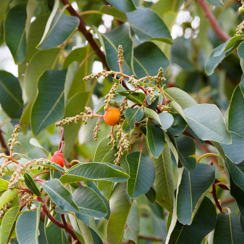 Idänmansikkapuu - Arbutus andrachne