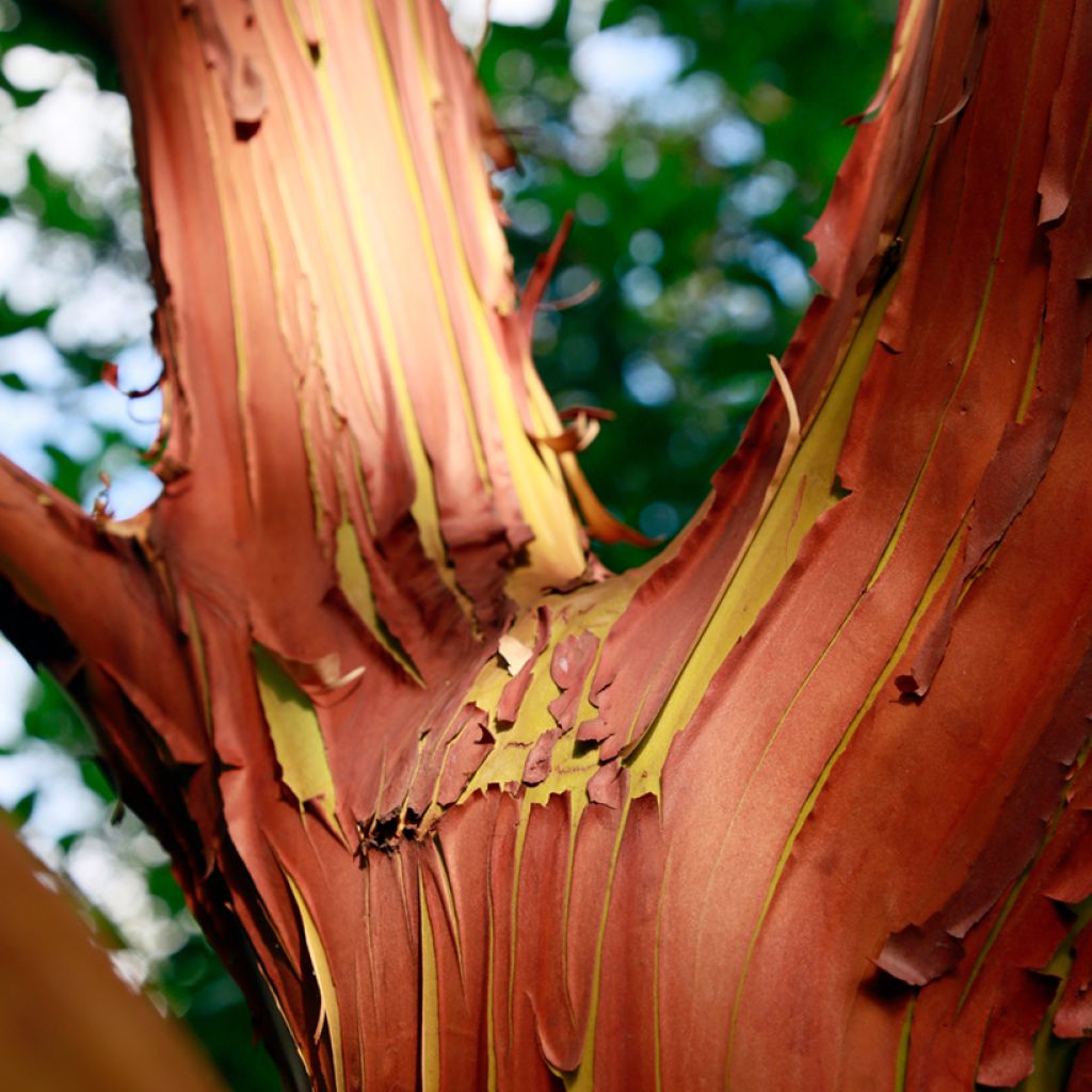 Idänmansikkapuu - Arbutus andrachne