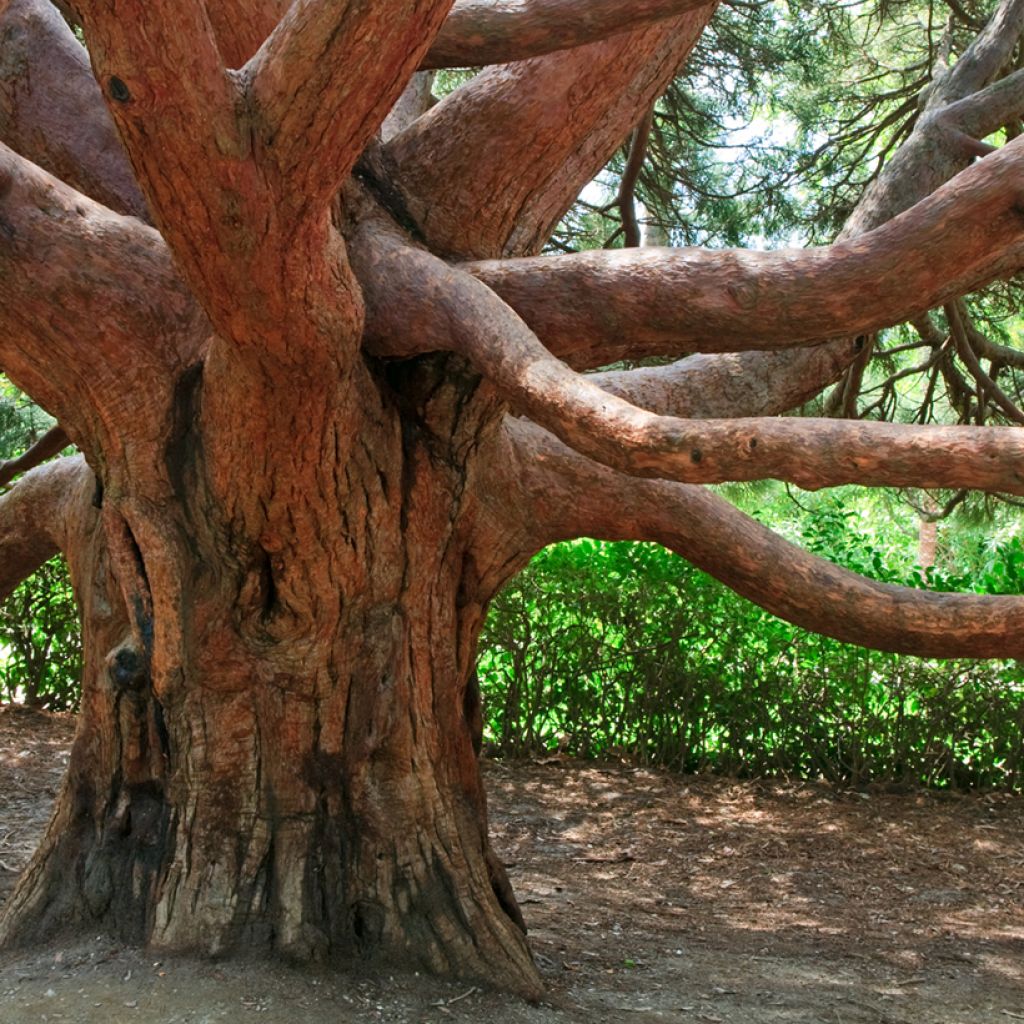 Idänmansikkapuu - Arbutus andrachne