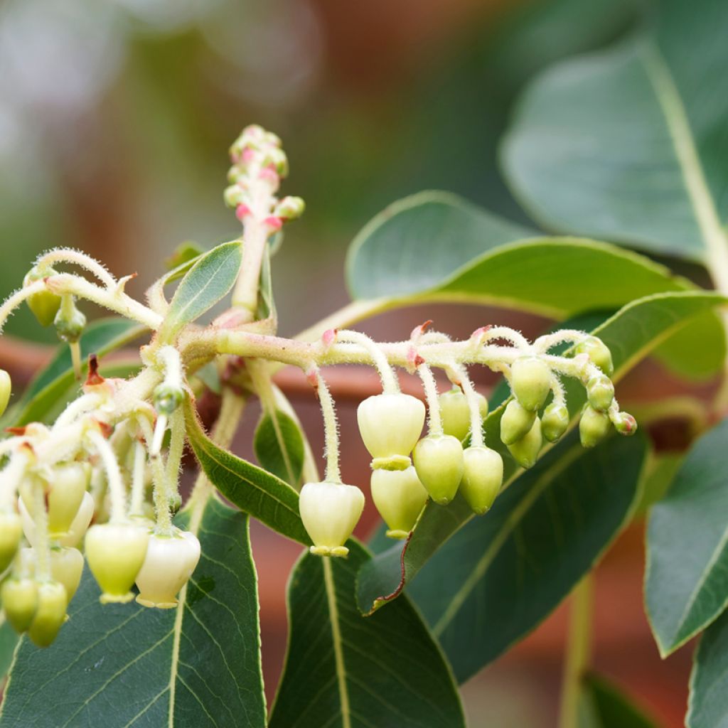 Idänmansikkapuu - Arbutus andrachne