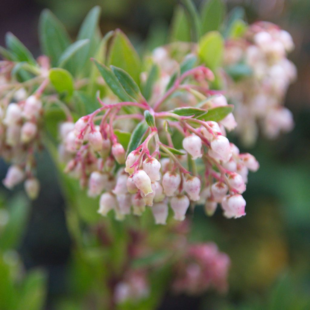 Lännenmansikkapuu - Arbutus unedo