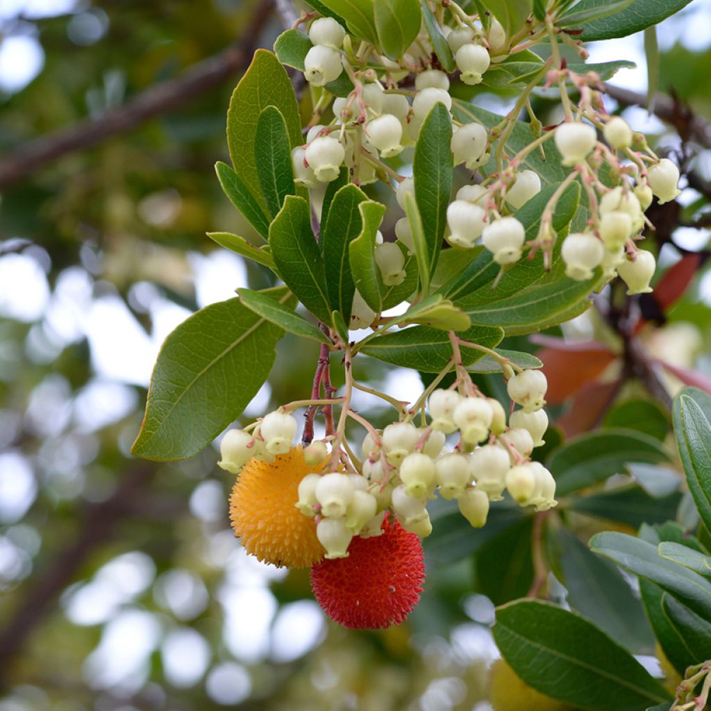 Lännenmansikkapuu - Arbutus unedo