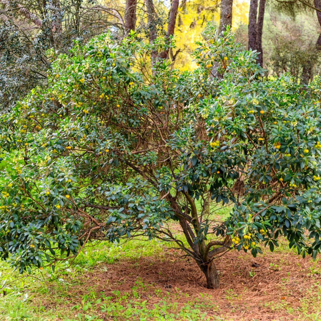 Lännenmansikkapuu - Arbutus unedo