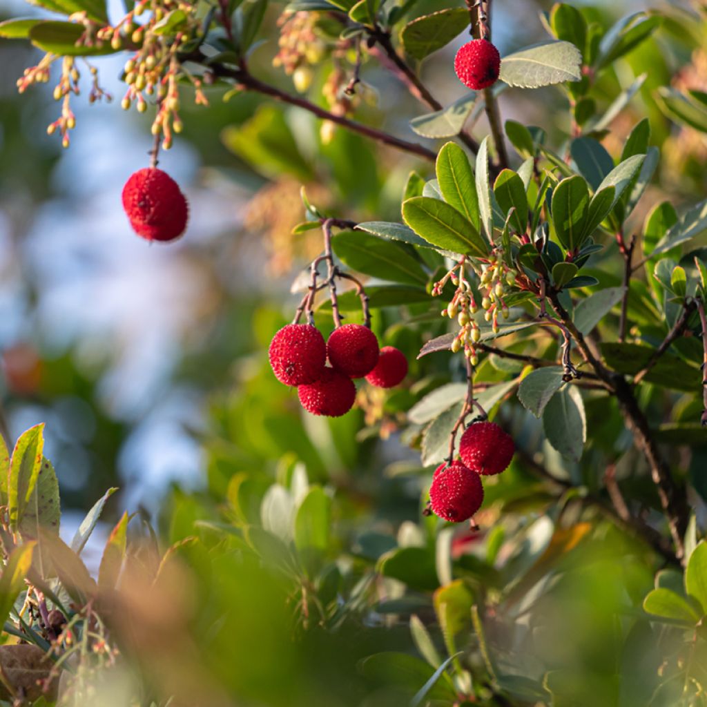 Lännenmansikkapuu - Arbutus unedo