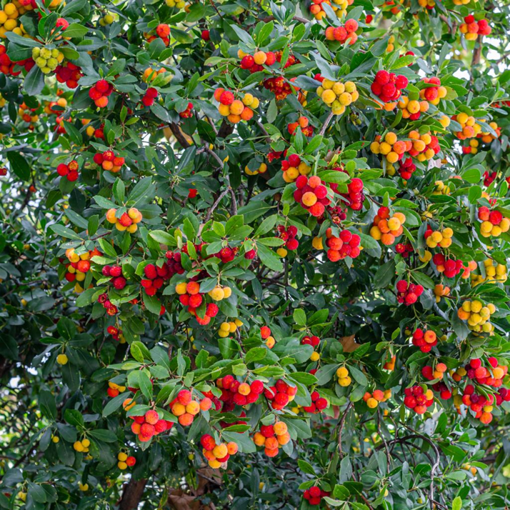 Lännenmansikkapuu - Arbutus unedo