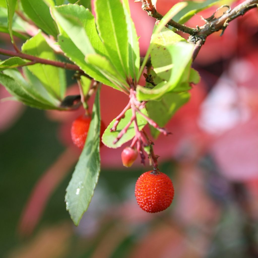 Lännenmansikkapuu Rubra