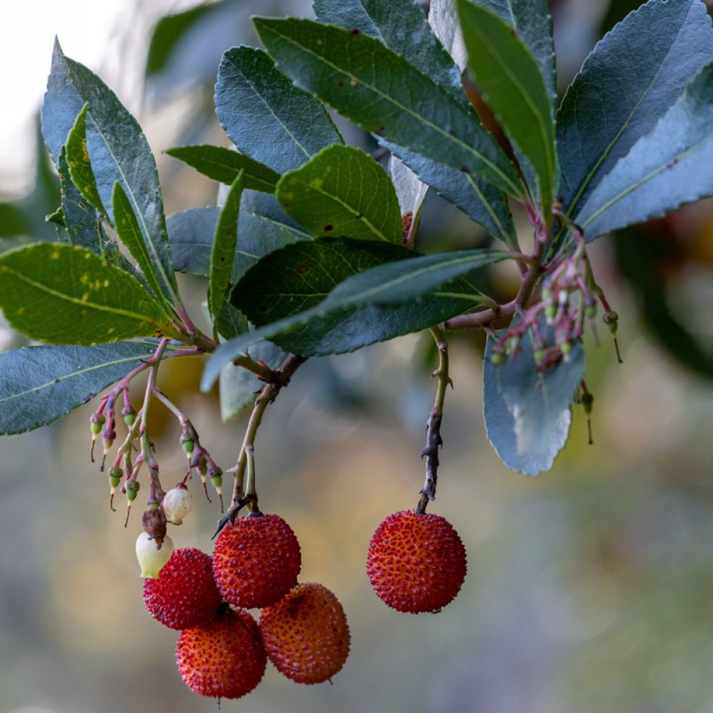 Lännenmansikkapuu Rubra