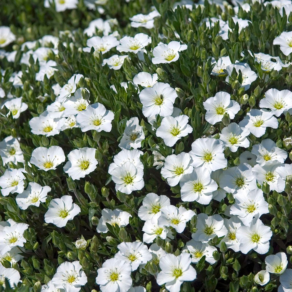 Vuoriarho - Arenaria montana