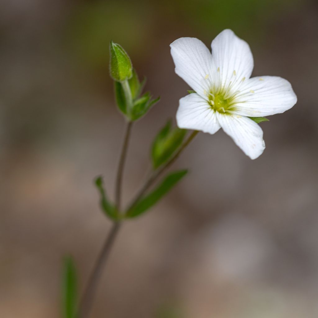 Vuoriarho - Arenaria montana