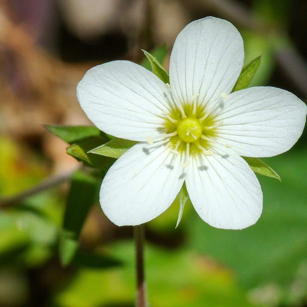Vuoriarho - Arenaria montana