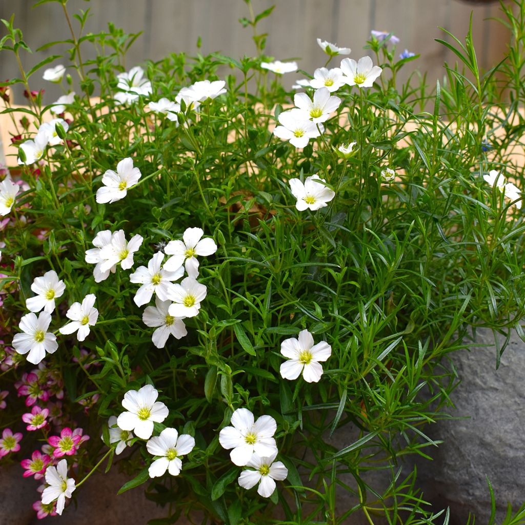 Vuoriarho - Arenaria montana