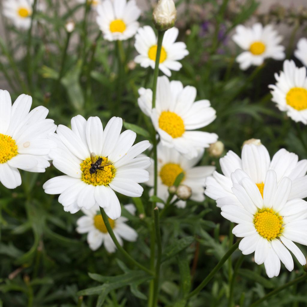 Kanarianmarketta Everest White