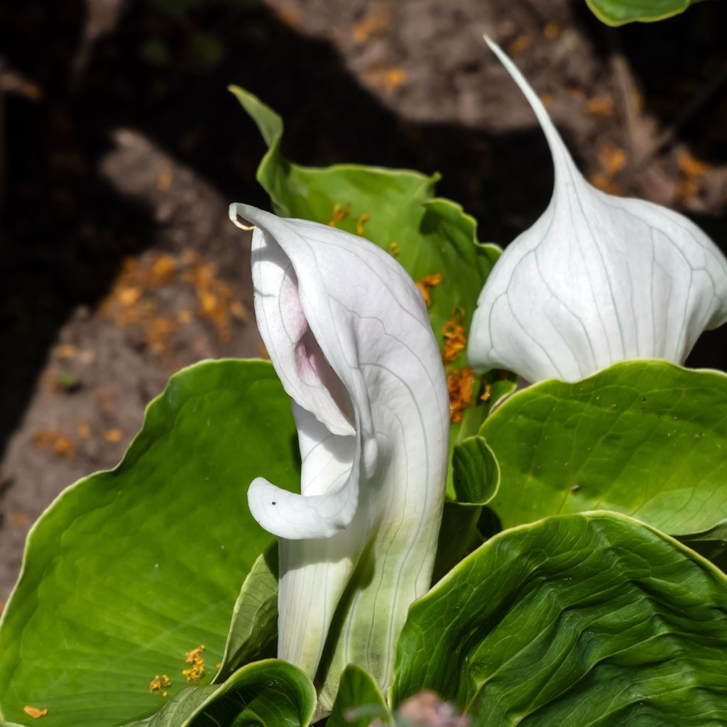 Neidonkärsäkalla - Arisaema candidissimum