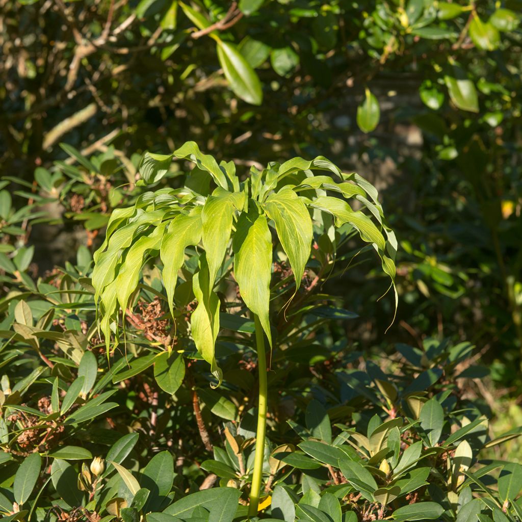 Kärsäkalla - Arisaema consanguineum