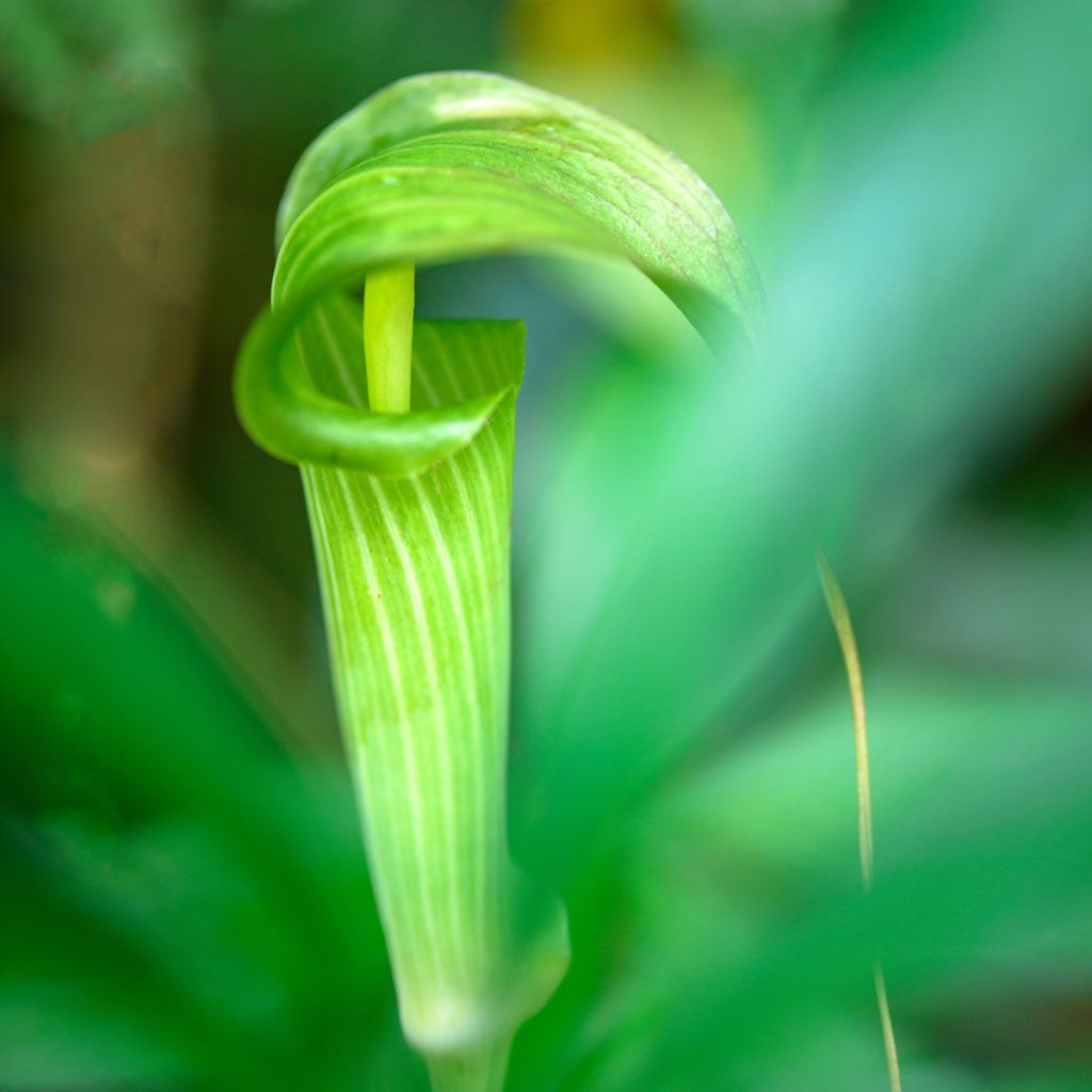 Kiinankärsäkalla - Arisaema erubescens