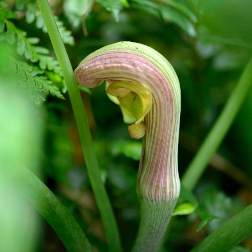 Kiinankärsäkalla - Arisaema erubescens