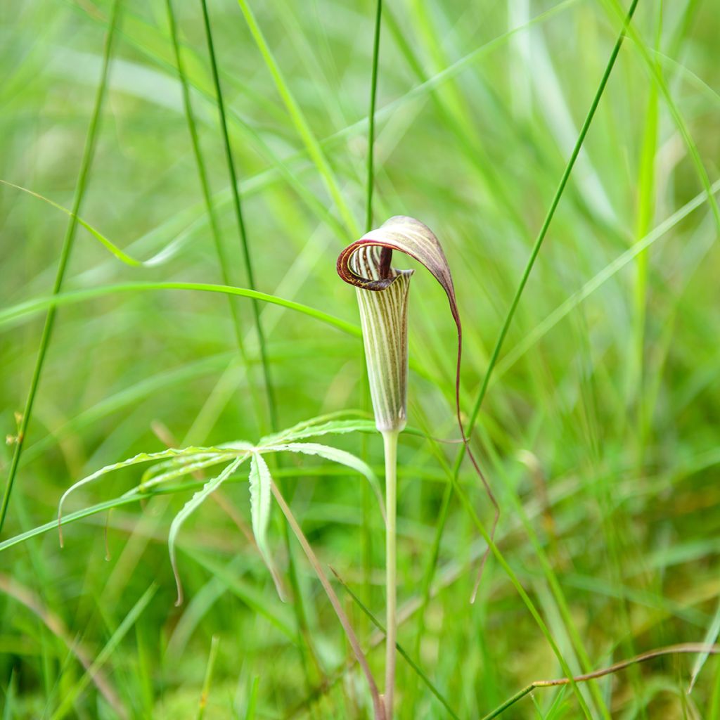 Kiinankärsäkalla - Arisaema erubescens
