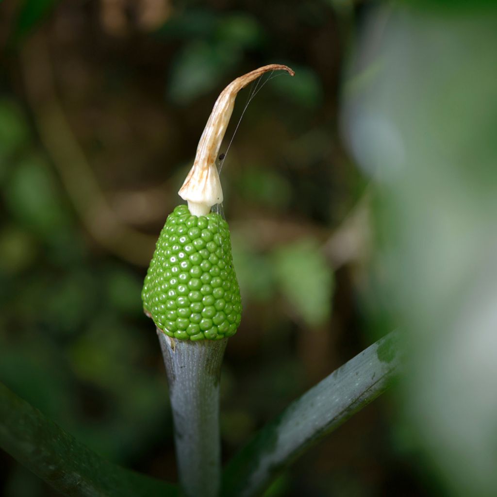 Kiinankärsäkalla - Arisaema erubescens