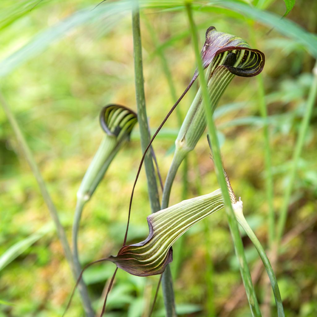 Kiinankärsäkalla - Arisaema erubescens