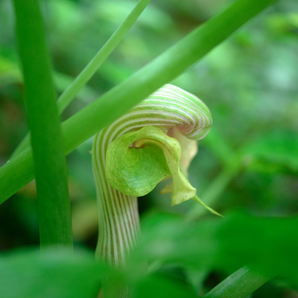 Kiinankärsäkalla - Arisaema erubescens