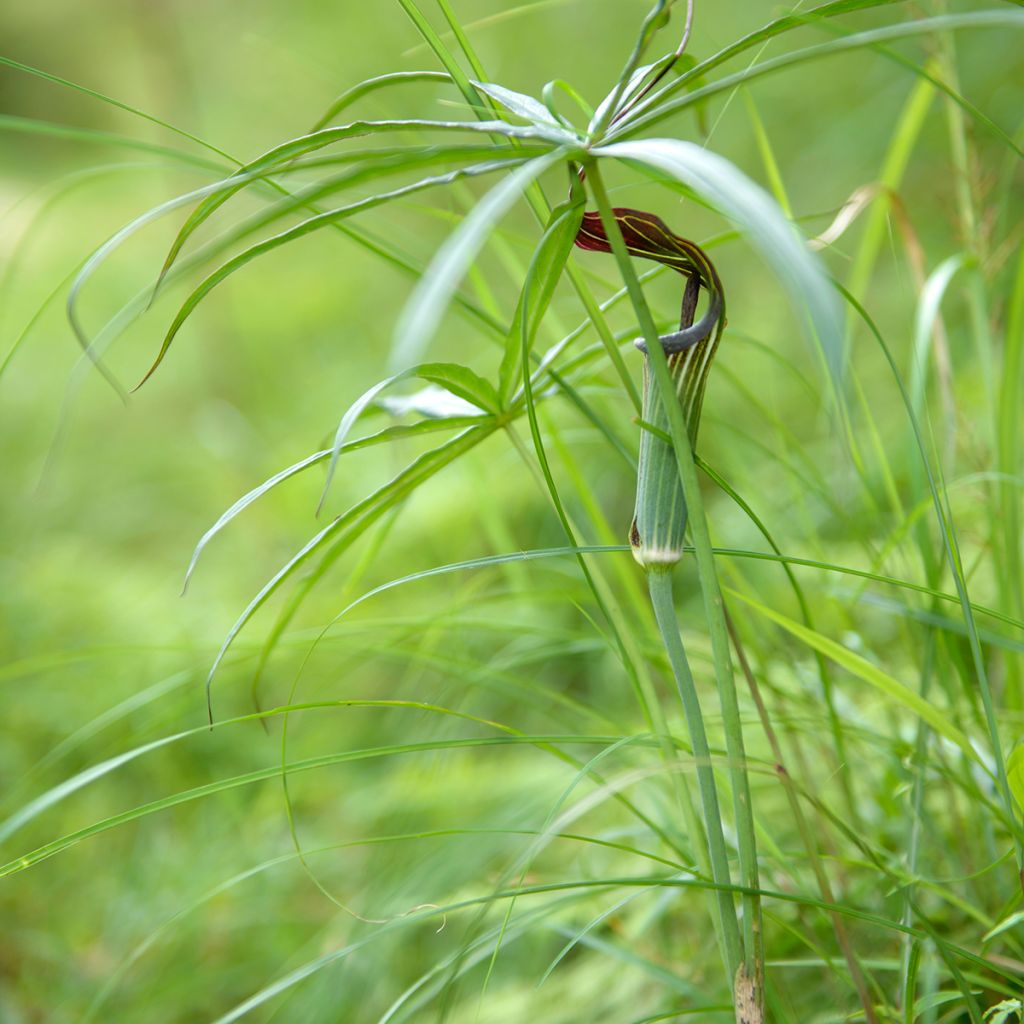 Kiinankärsäkalla - Arisaema erubescens