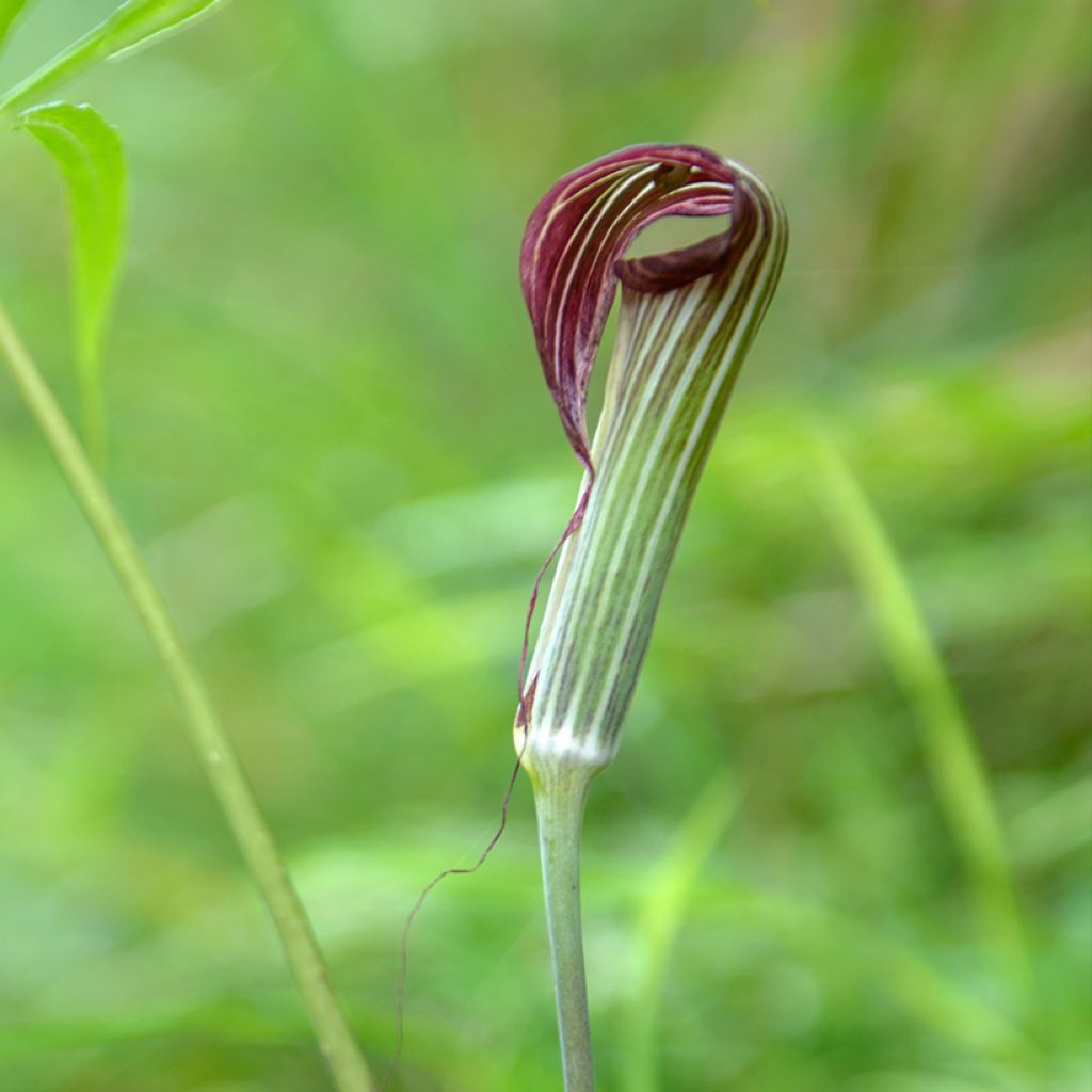 Kiinankärsäkalla - Arisaema erubescens