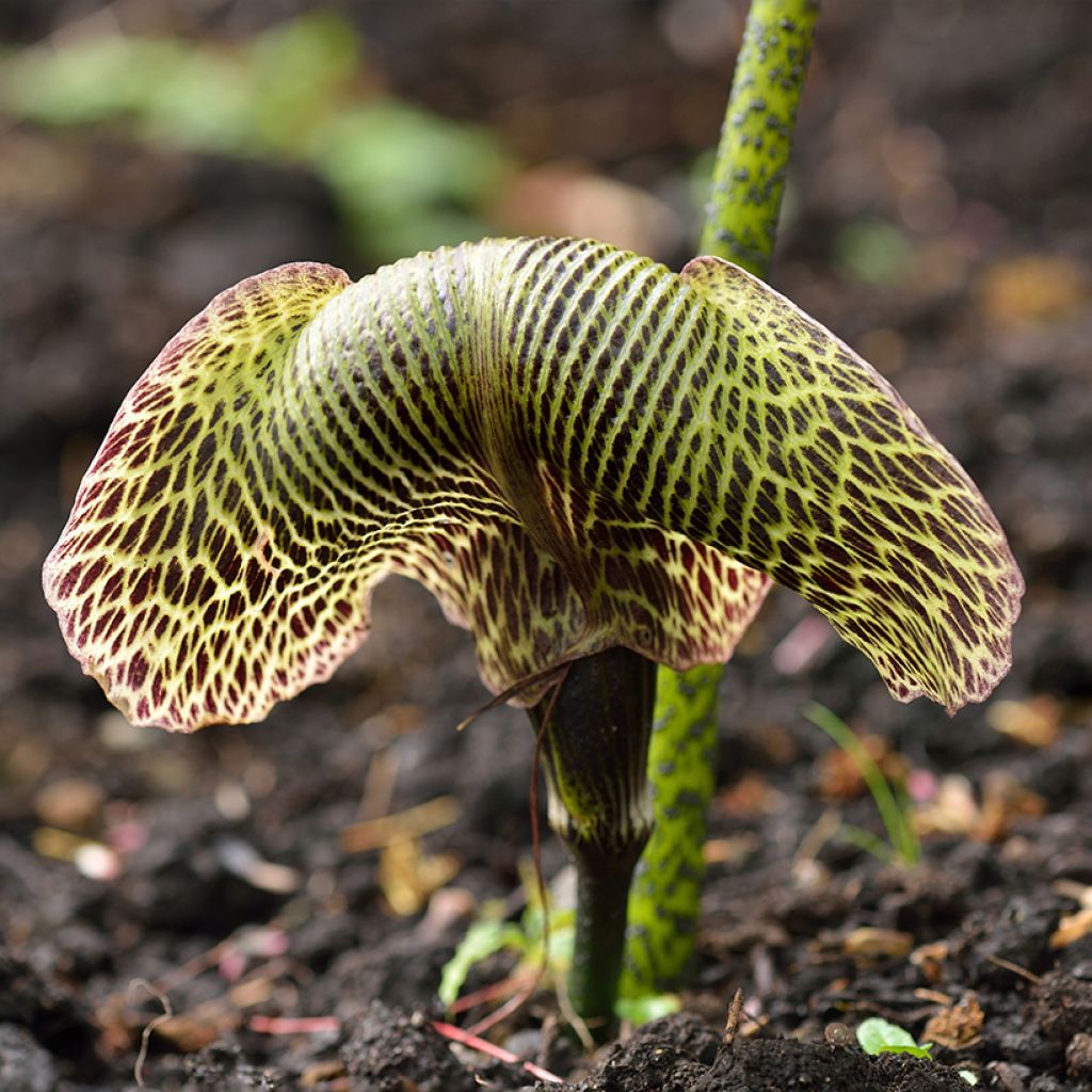 Kärsäkalla - Arisaema griffithii