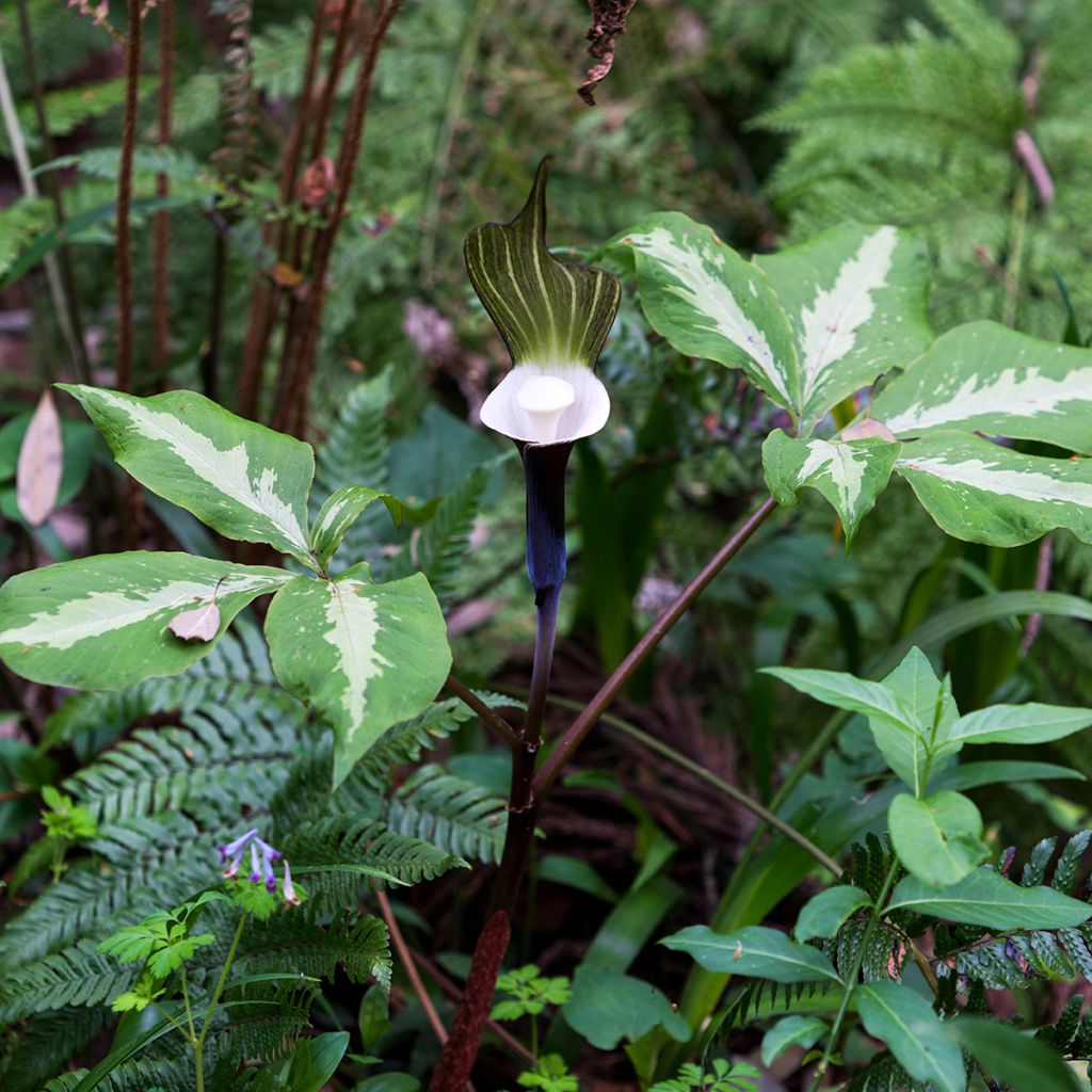 Suklaakärsäkalla - Arisaema sikokianum