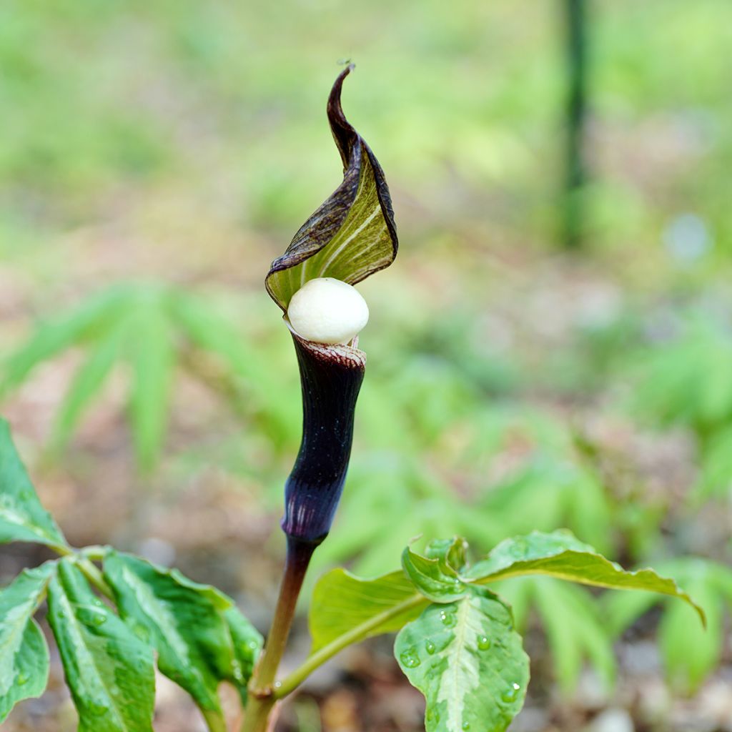 Suklaakärsäkalla - Arisaema sikokianum