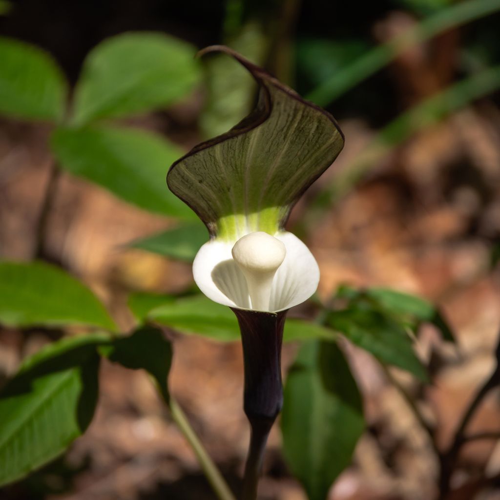 Suklaakärsäkalla - Arisaema sikokianum
