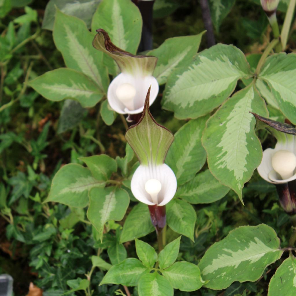 Suklaakärsäkalla - Arisaema sikokianum
