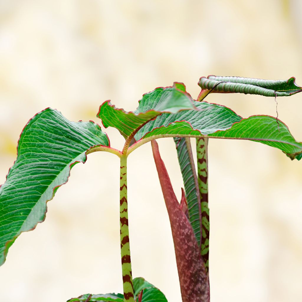Kärsäkalla - Arisaema speciosum
