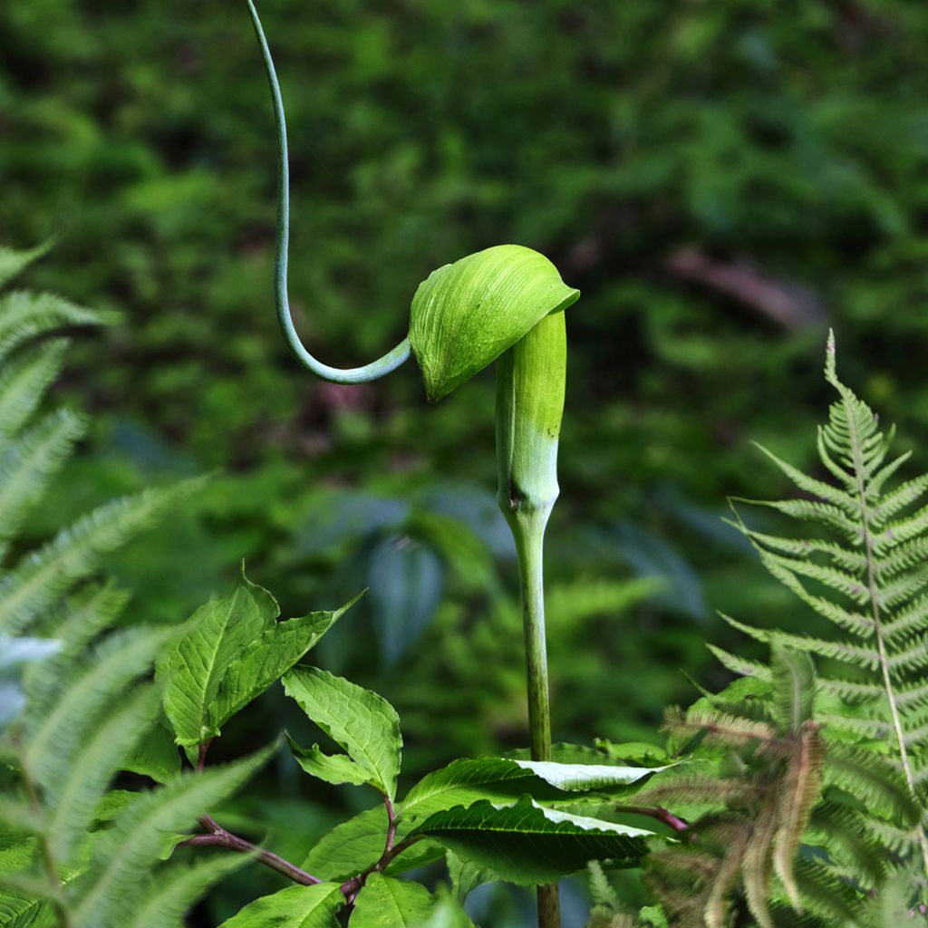 Mutkakärsäkalla - Arisaema tortuosum