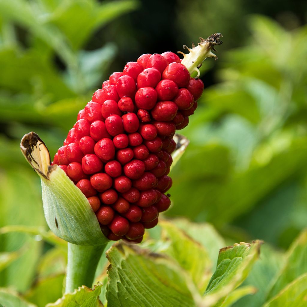 Mutkakärsäkalla - Arisaema tortuosum