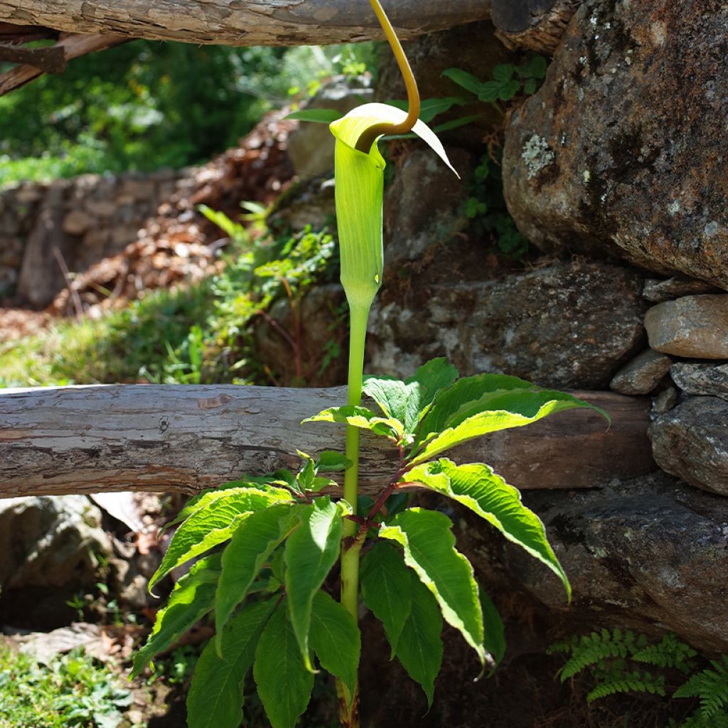 Mutkakärsäkalla - Arisaema tortuosum