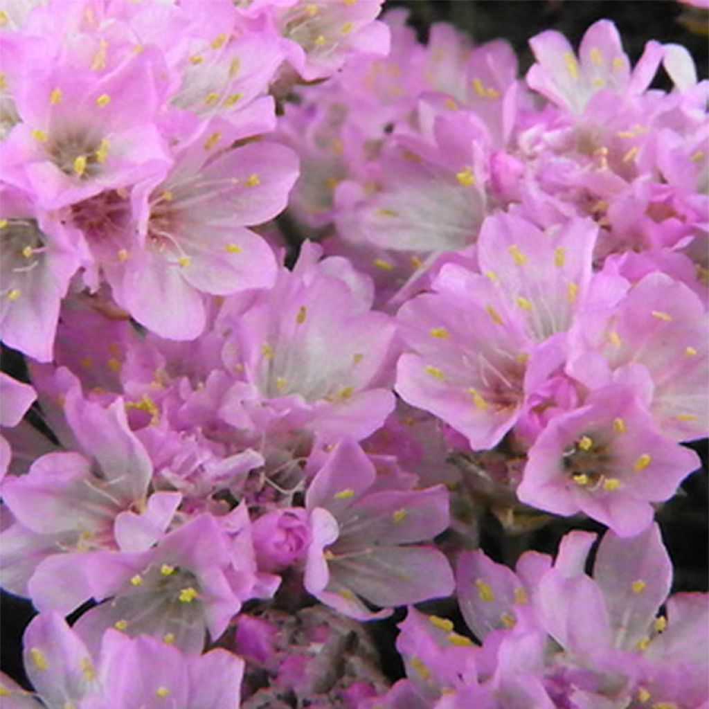 Mätäslaukkaneilikka Bevan s Variety