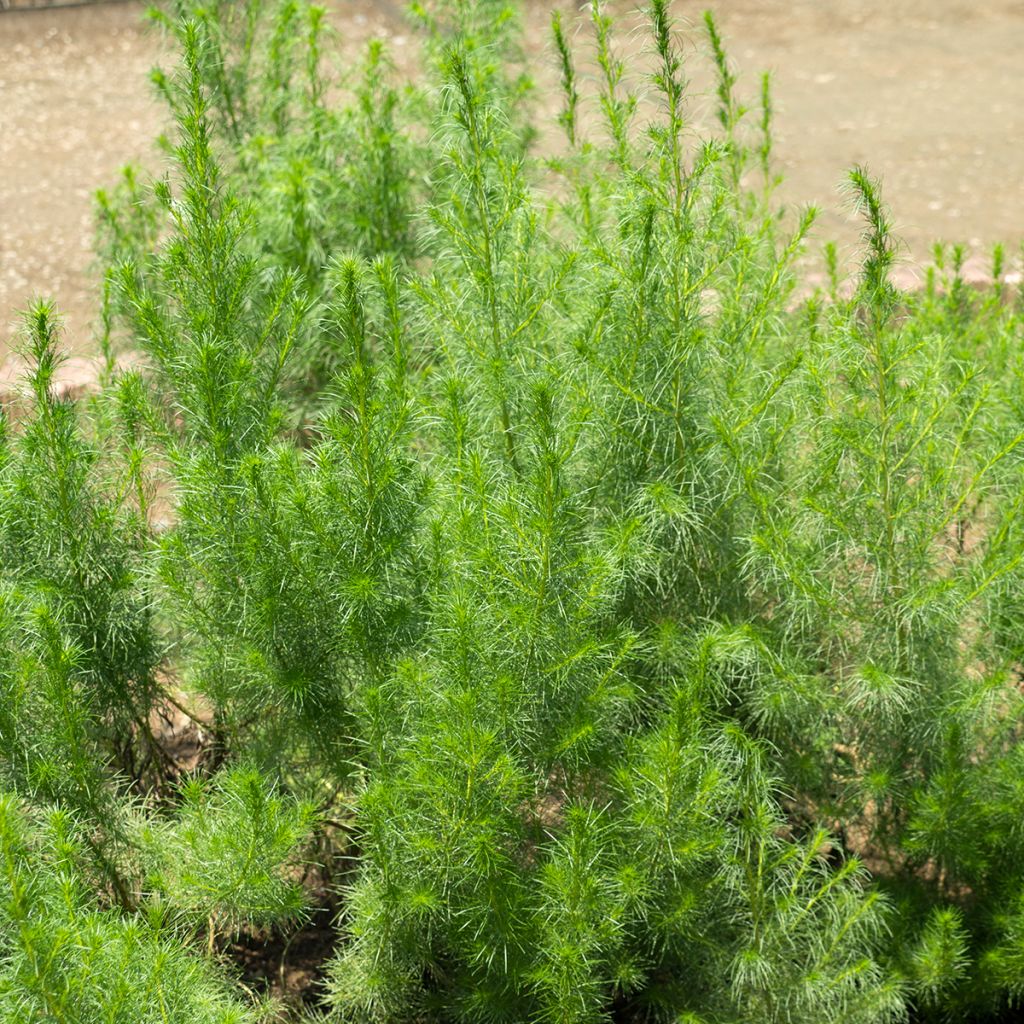 Maruna - Artemisia capillaris