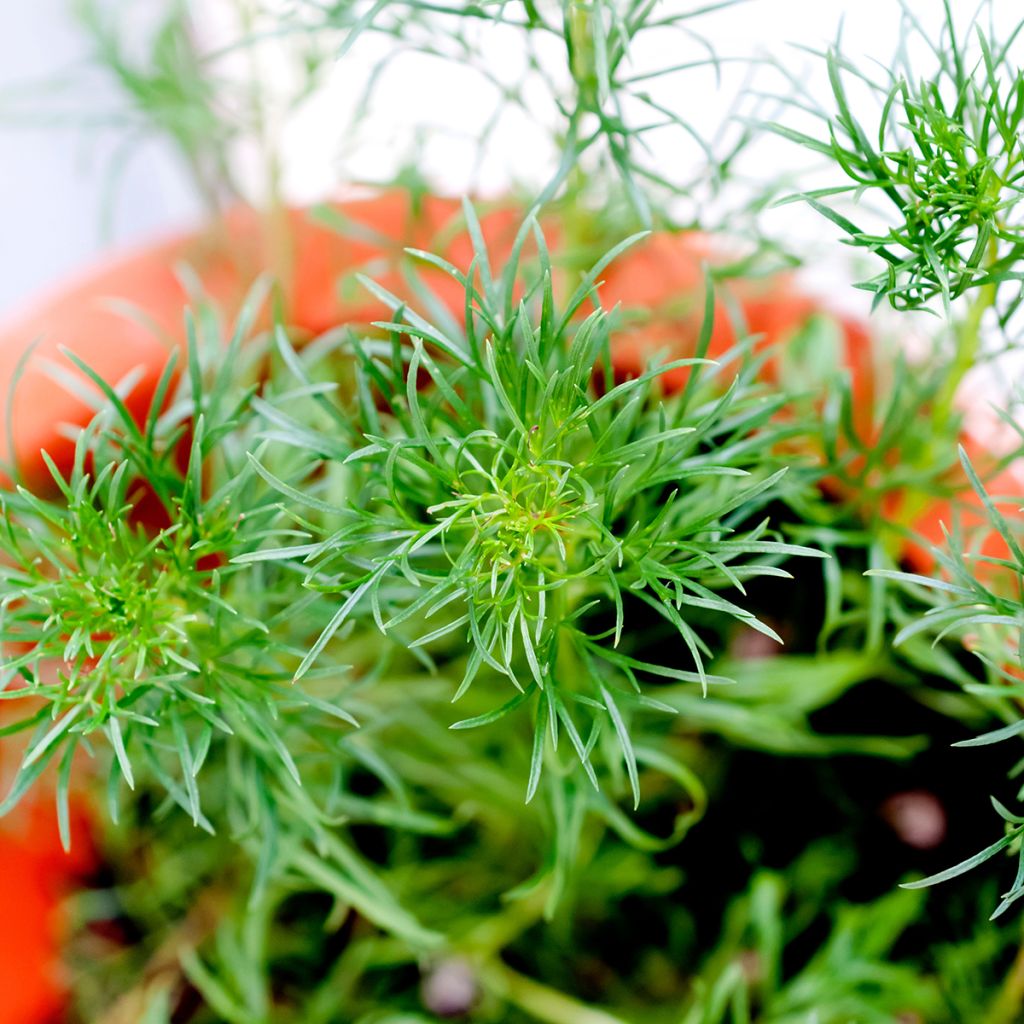Maruna - Artemisia capillaris